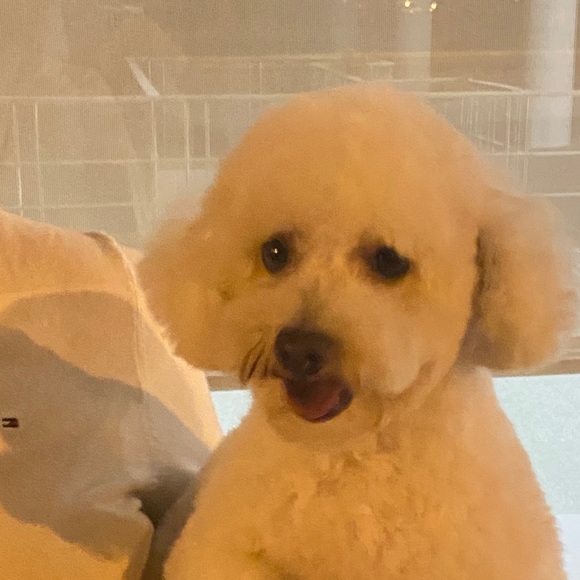 Meet your Posher, Elia - Picture 1 of 1